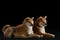 Two serene Shiba Inu dogs exude calm elegance against a dark backdrop