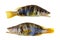 Two serranus Scriba fish Painted Comber from mediterranean isolated on white