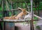 Two serval lying on the bed in park.