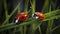 Two seven-spotted ladybugs on a blade of grass