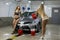 Two sexy women washes car