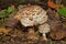 Two Shaggy parasol mushrooms