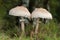 Two Shaggy parasol mushrooms