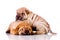 Two Shar Pei baby dogs