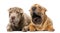 Two Shar pei puppies lying