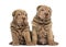 Two Shar Pei puppies sitting together