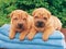 Two sharpei puppies