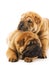 Two sharpei puppies