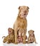 Two sharpei puppies dog and and their adult mother