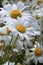 Two Shasta Daisies Dappled with Water Droplets