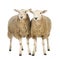 Two Sheep against white background