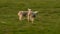 Two sheep baby lambs running in a green field in evening sunshine