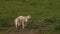 Two sheep baby lambs standing in a green field in evening sunshine