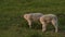 Two sheep baby lambs standing in a green field on a farm in evening sunshine