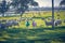 Two sheep in blue and pink colors next to a herd grazing in the green field with holm oaks and a lake, on a sunny day