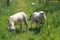 Two sheep in buttercups