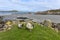 Two sheep coming from the beach, Isle of Mull, Scotland, United Kingdom