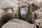 Two Sheep Cornwall