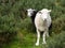 Two sheep curious stare at camera