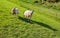 Two sheep curiously looking on the slope of