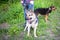 Two sheep-dogs standing near human legs, gray and brown dogs among green grass.