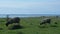 Two sheep eating grass in Ã–land, Sweden