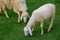 Two Sheep Eatting grass in emtry garden at thailand