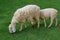 Two Sheep Eatting grass in emtry garden at thailand