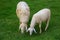 Two Sheep Eatting grass in emtry garden at thailand