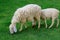 Two Sheep Eatting grass in emtry garden at thailand