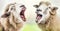 Two sheep engaged in an aggressive dispute, facing each other with open mouths and expressing anger and frustration in silly