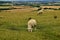 Two sheep grazing on Durham Hillside