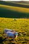 Two sheep grazing with English rolling hills in the back ground