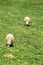 Two Sheep Grazing on the Grounds of Booker T. Washington National Monument