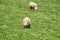 Two Sheep Grazing on the Grounds of Booker T. Washington National Monument