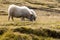 Two sheep grazing in a meadow, wildlife Iceland