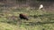 Two sheep grazing on a rough grass field. Manx Loaghtan ewe rare breed sheep with dark brown head, legs