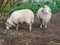 Two sheep in a green meadow. the sheep is eating an apple. Domestic sheep. Agriculture. Graze in the meadow. sheeps wool