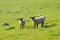 Two sheep on a green pasture, south england