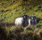 Two sheep with large curly horns on a mountain heath Northern Ireland