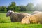 Two sheep laying on the green grass
