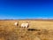 Two sheep with long twist horn standing and looking at camera with blue sky and snow mountain background in autumn sunny meadow