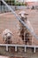 Two sheep look into the frame of the fence at the farm.