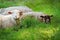 Two sheep lying on green grass