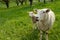 Two sheep on a mountain pasture