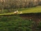 Two sheep pasturing on the field, Wales