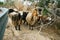 Two sheep posing on pasture, hill in Jordan