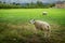 Two sheep or rams in a field near a farm house.
