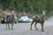 Two Sheep on Road