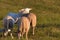 Two Sheep showing interaction